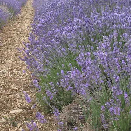 Le Clos Olives * Comps (Gard)