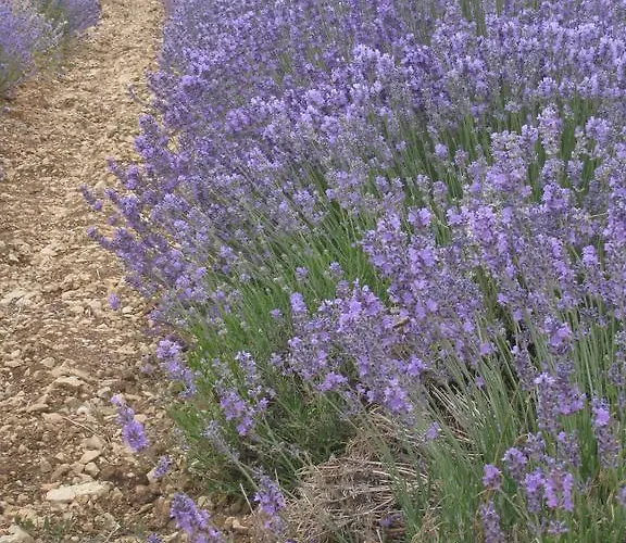 Le Clos Olives * Comps (Gard)